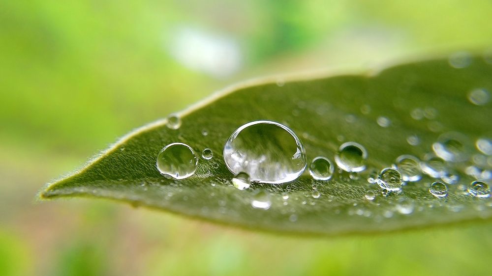 Dew drop