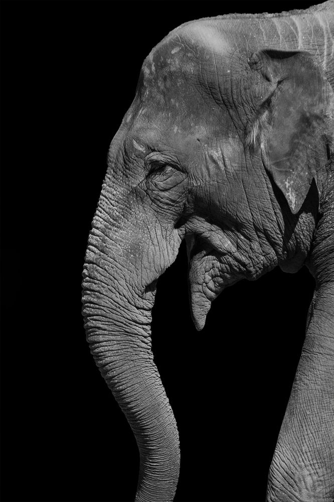 Elephant Portrait