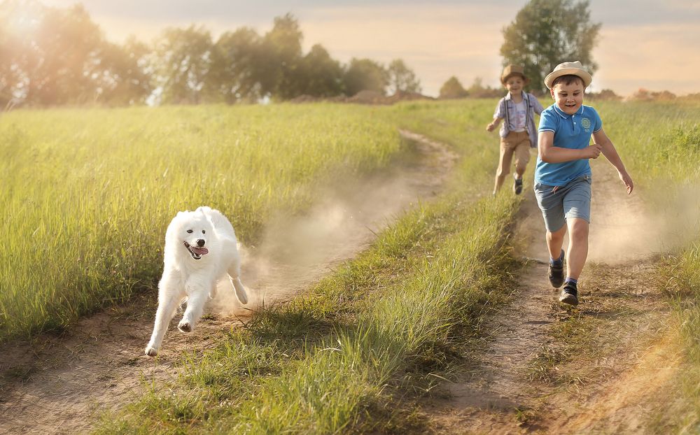 А ну-ка догони