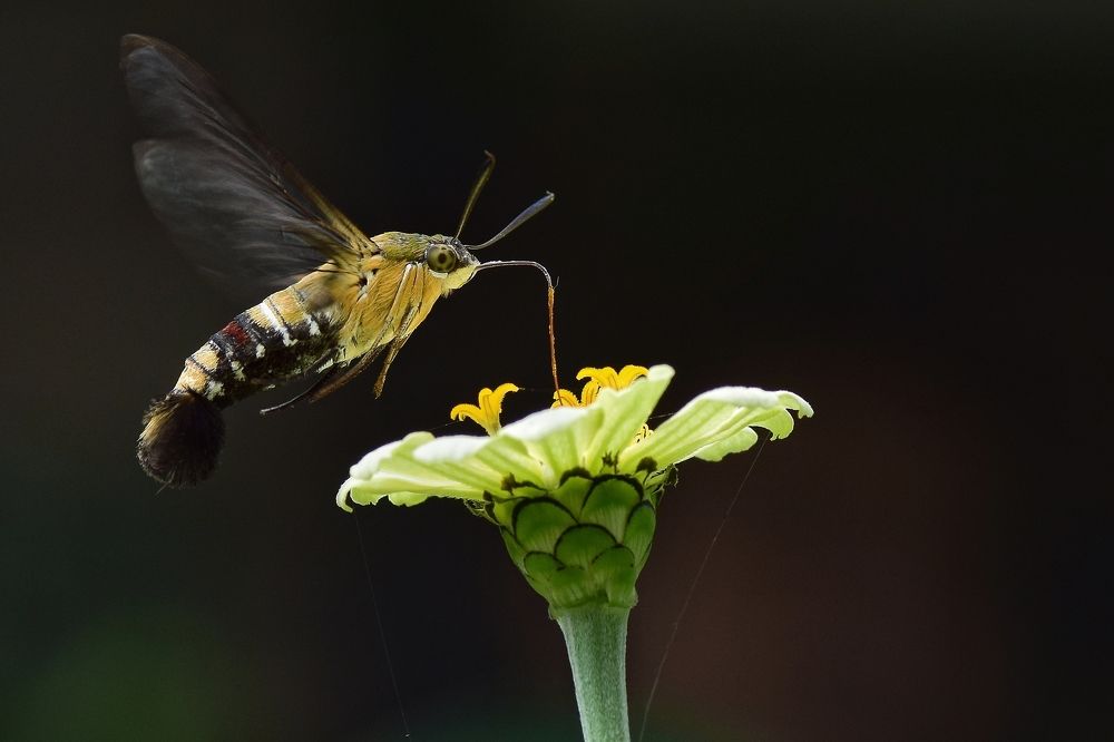 Hummingmoth