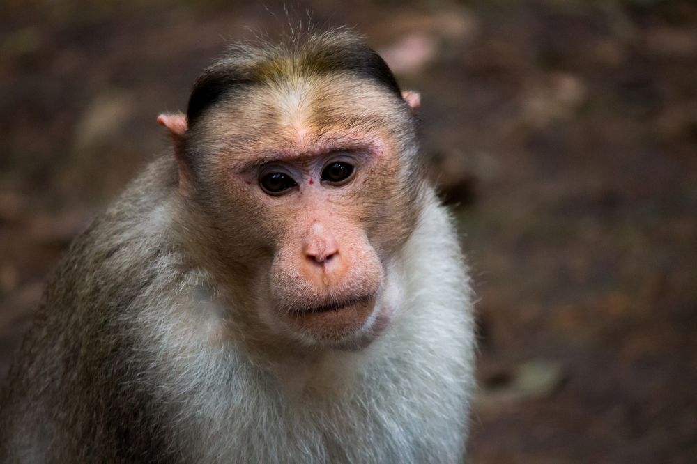 Potrait of Bonnet Macaques