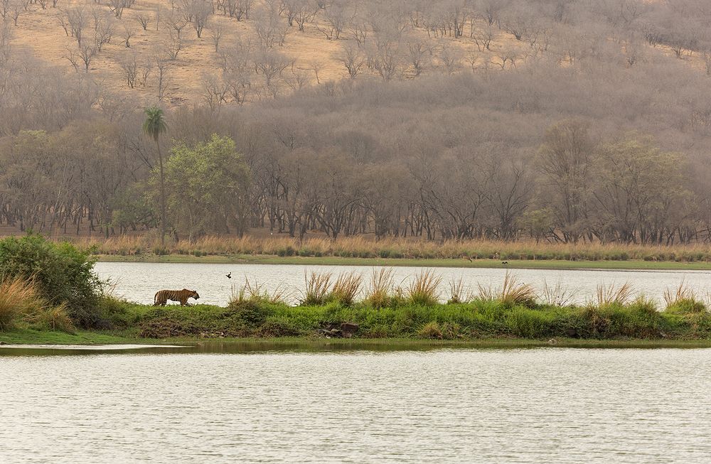 A walk in my backyard