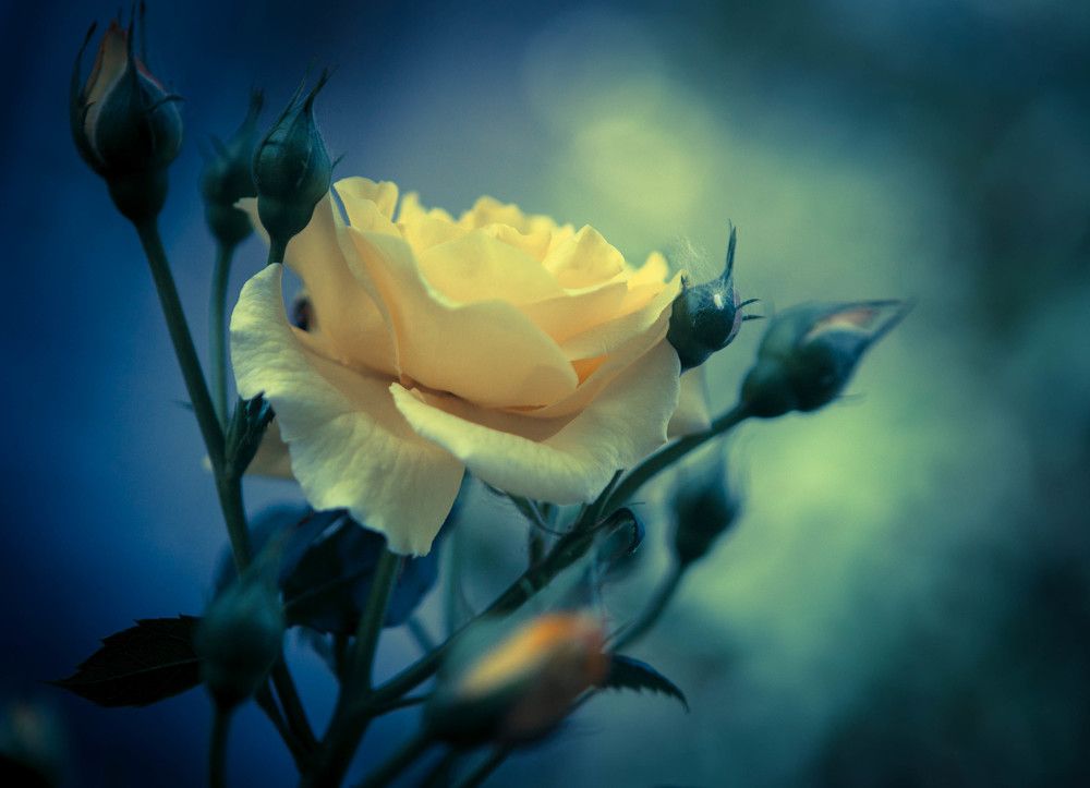 YELLOW ROSE