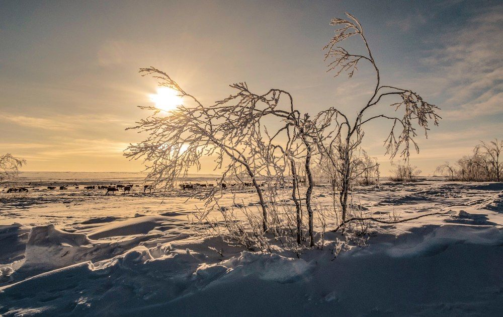 Пастбища оленей