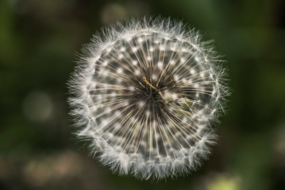 Этот удивительный мир одуванчика