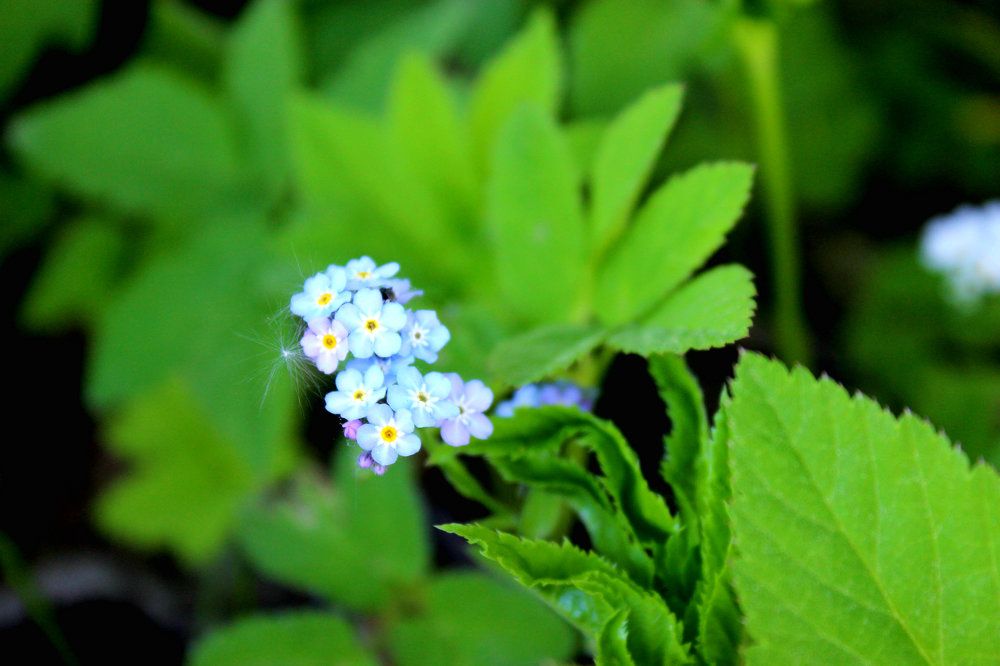 Незабудки - я вас не забуду