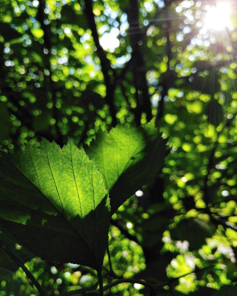 Game of green and light