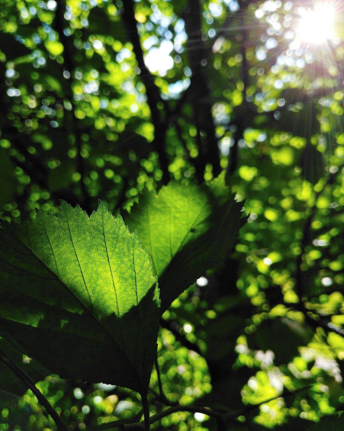 Game of green and light