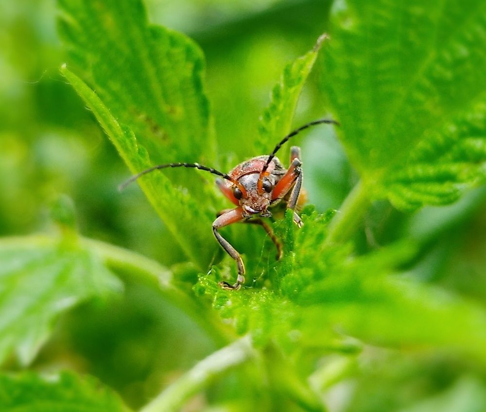 Firebug