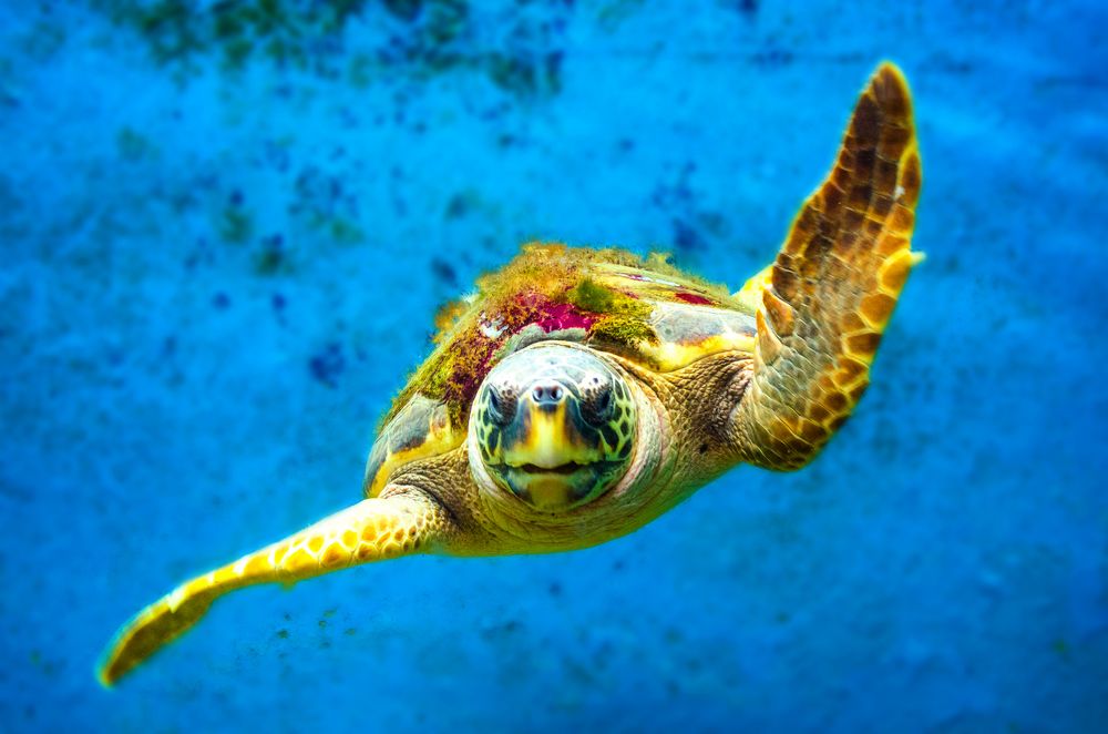 Sea turtle