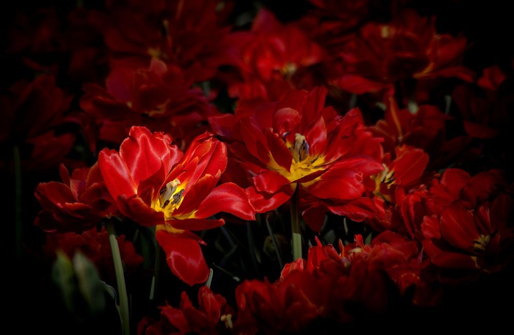 В царстве красного тюльпана.