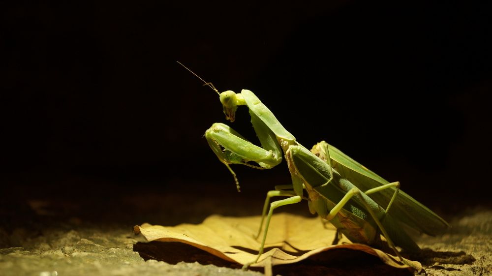 grasshopper mating