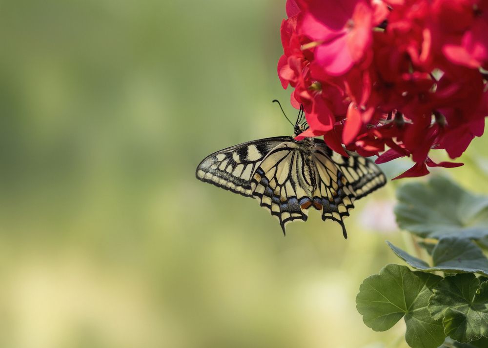 Махаон сибирский