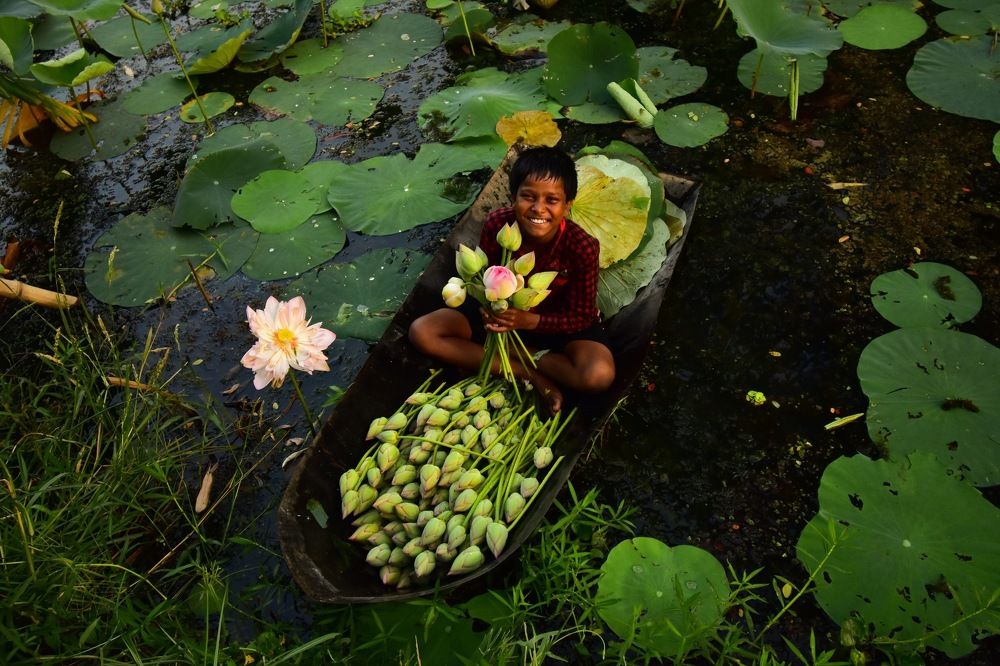 Cultivation process of Lotus in Bengal