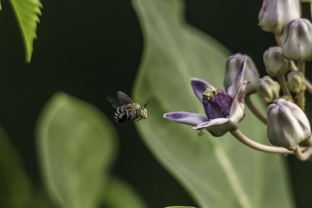 Blue Banded Bee on Milkweed