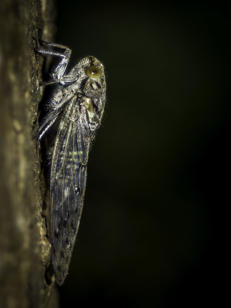 Cicada