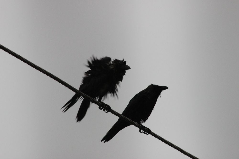 Wet crow