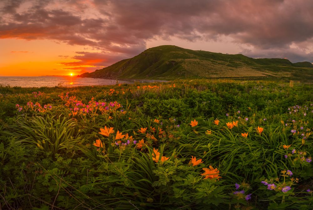 Цветение тигровых лилий