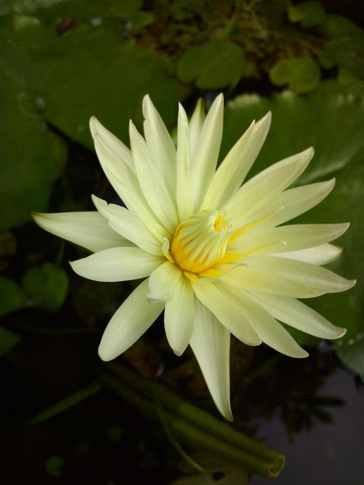 Water lily