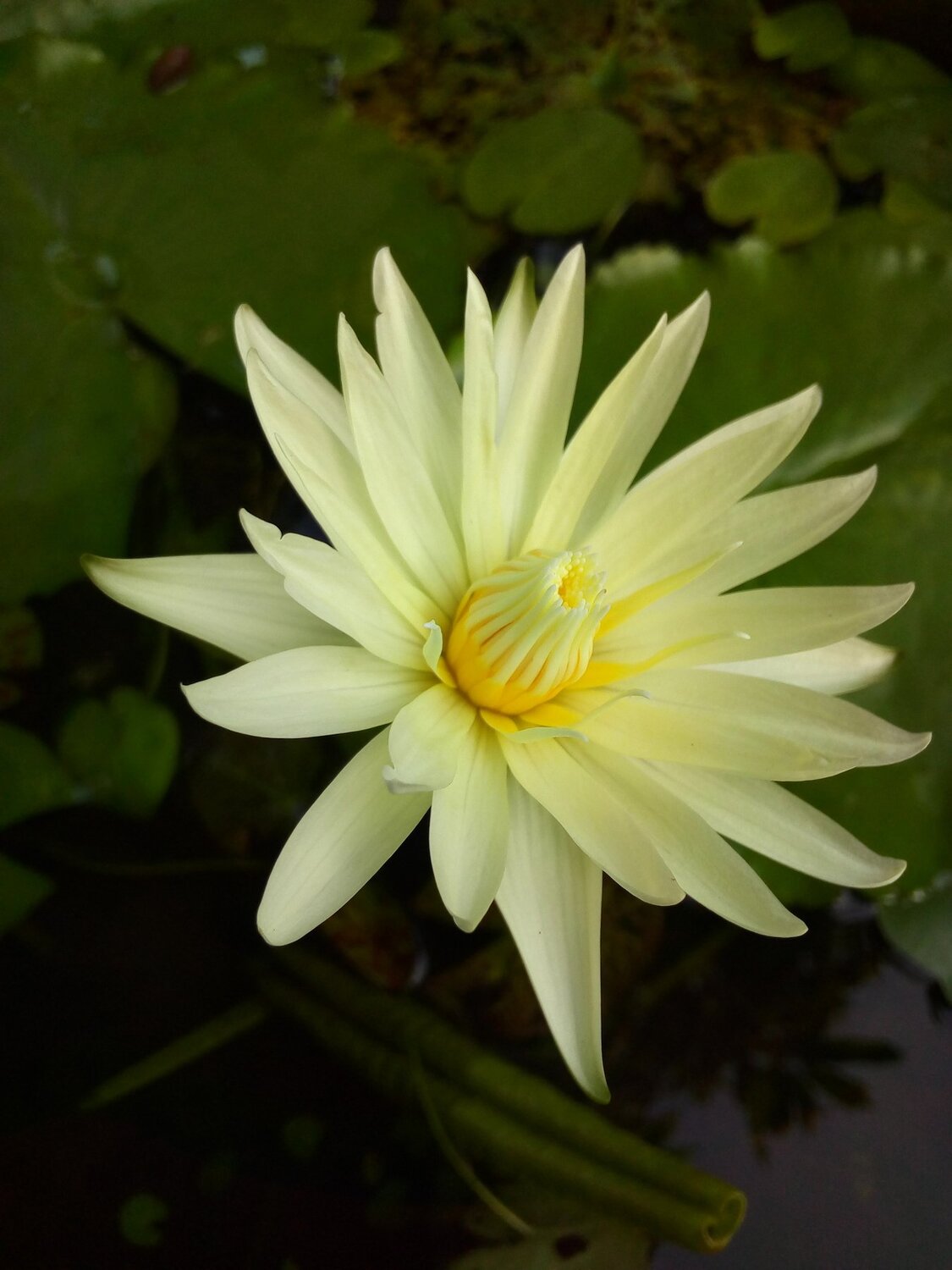 Water lily