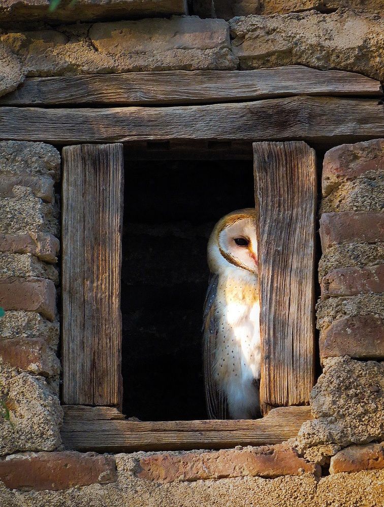 Barn owl with Old Window