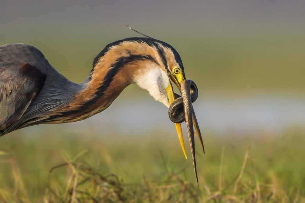 Purple Heron Catch the snake