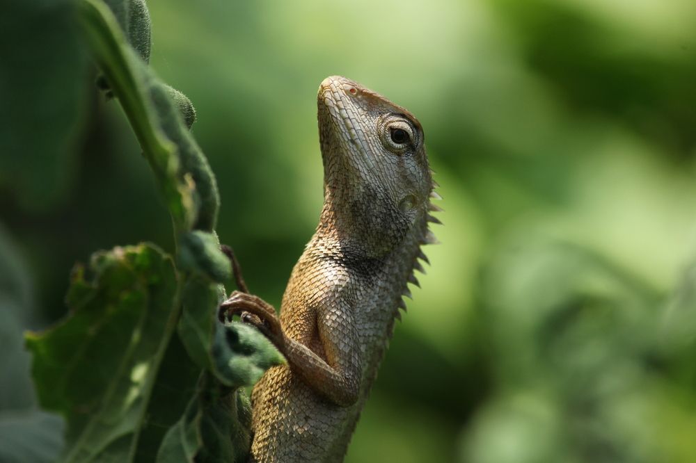 The_Garden_Lizard