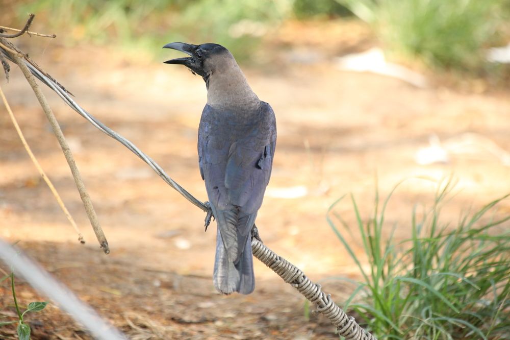 INDIAN CROW