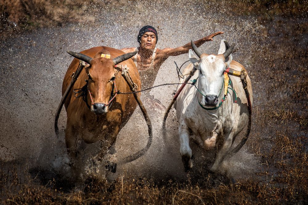 Фестиваль Pacu Jawi