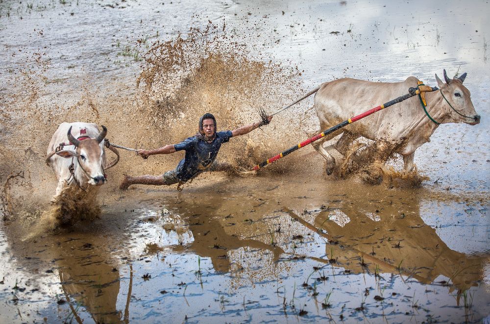 Фестиваль Pacu Jawi
