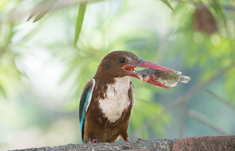 King with perfect catch