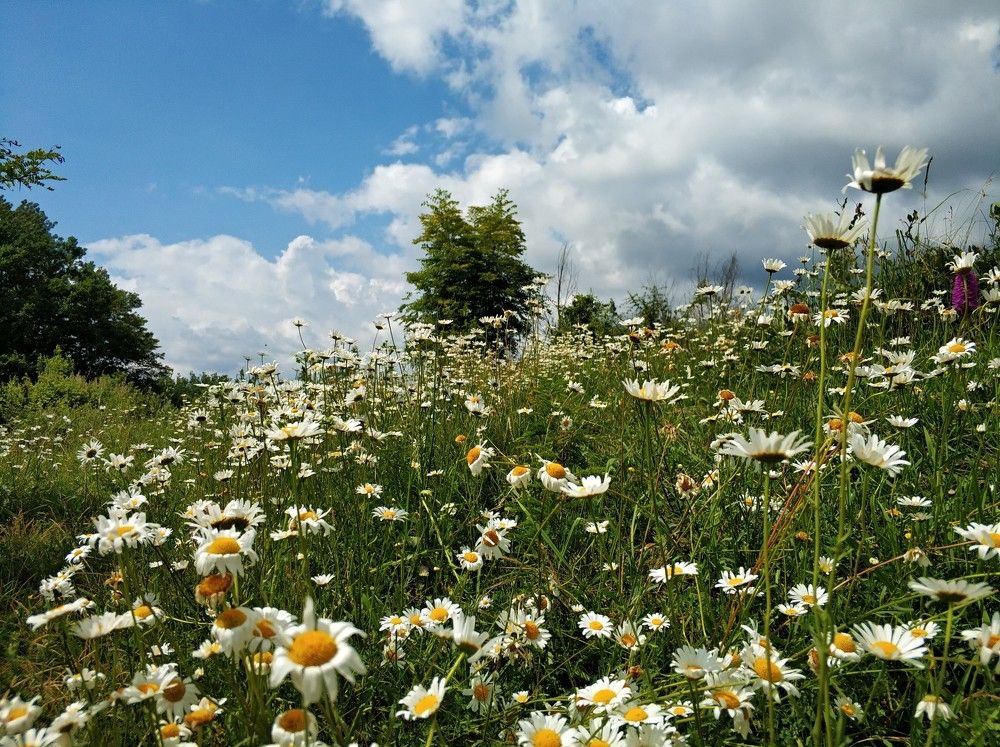 любимый пейзаж с любимыми ромашками