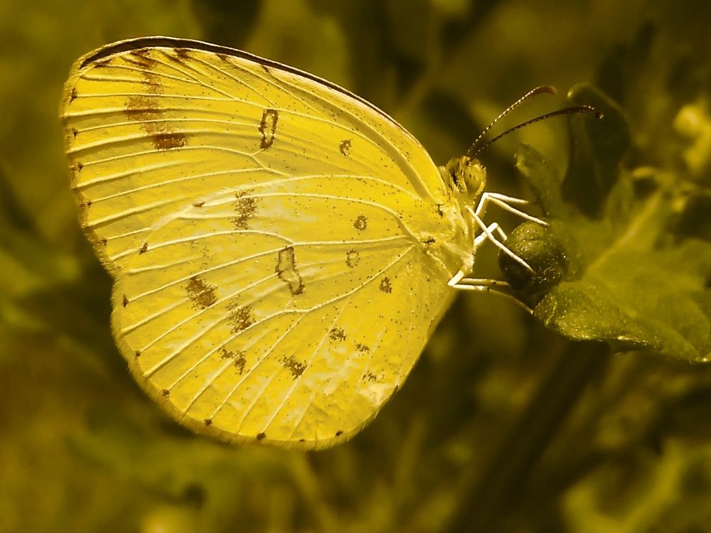 Common grass yellow butterfly