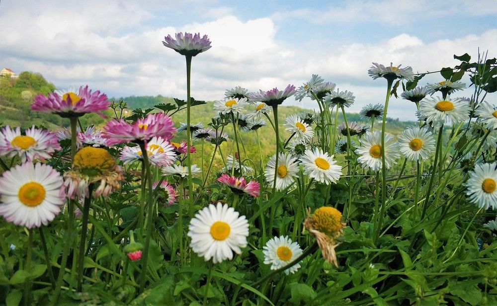 горная маргаритка