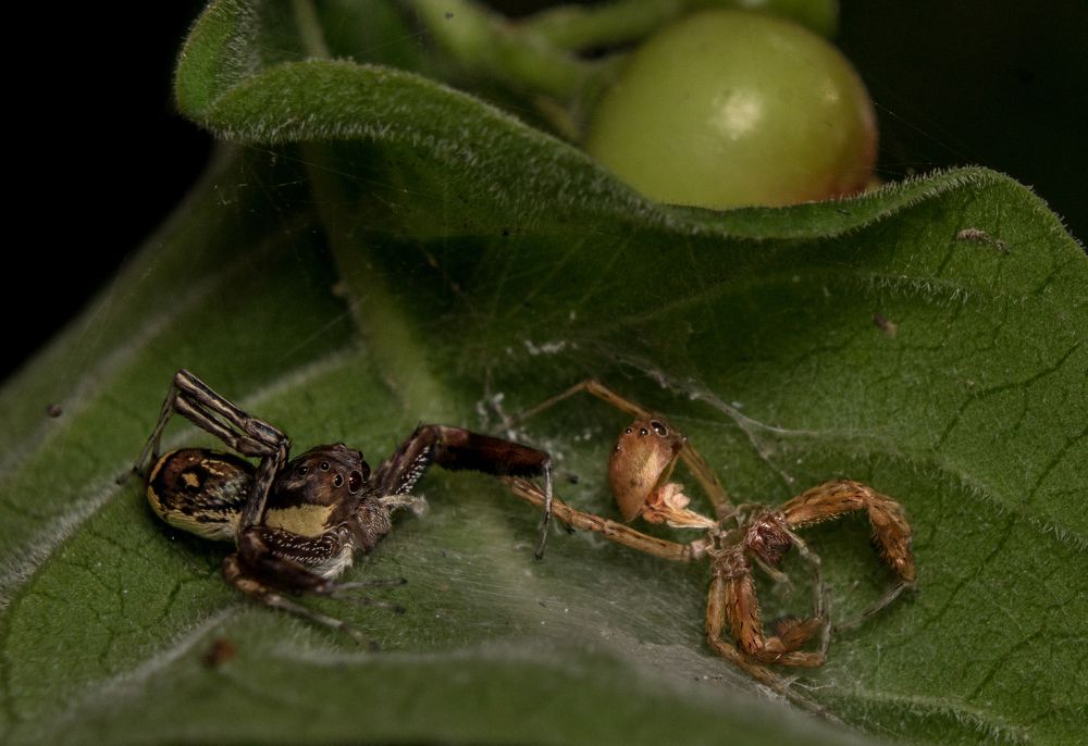 Exoskeleton of Brettus Spider