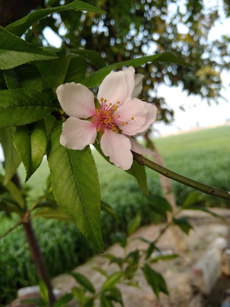 Macro photography