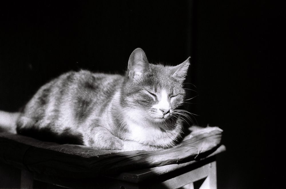 Dzen cat