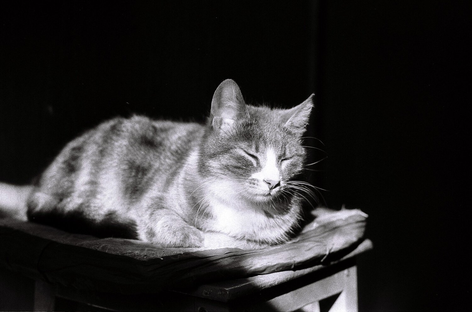 Dzen cat