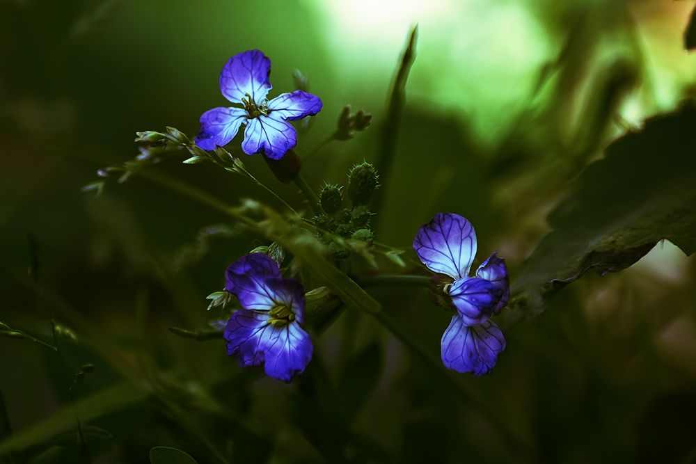 Фотография автора Игорь Иванов