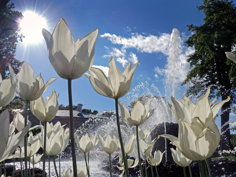 У дворца  "Mon Pleasure",  Петергоф,  Санкт-Петербург.