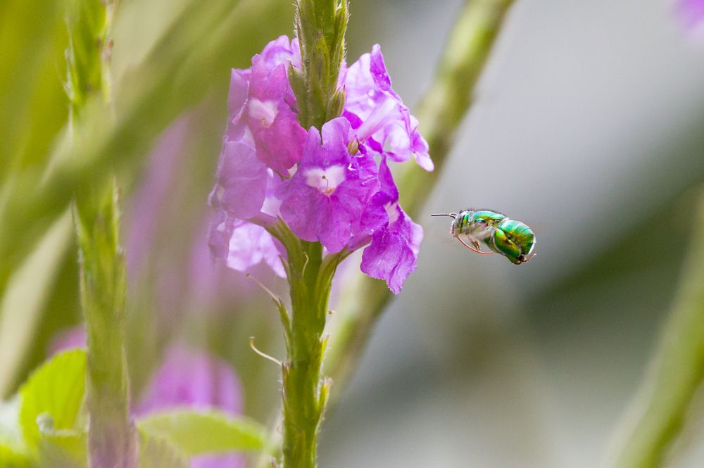 Not an Orchid but still will do