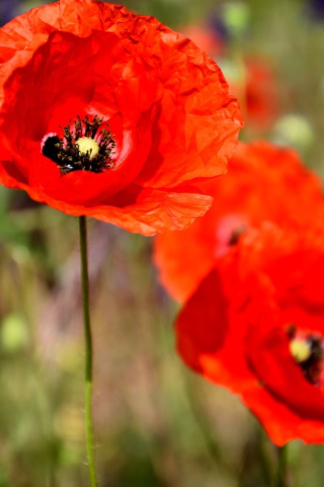 Poppy dream