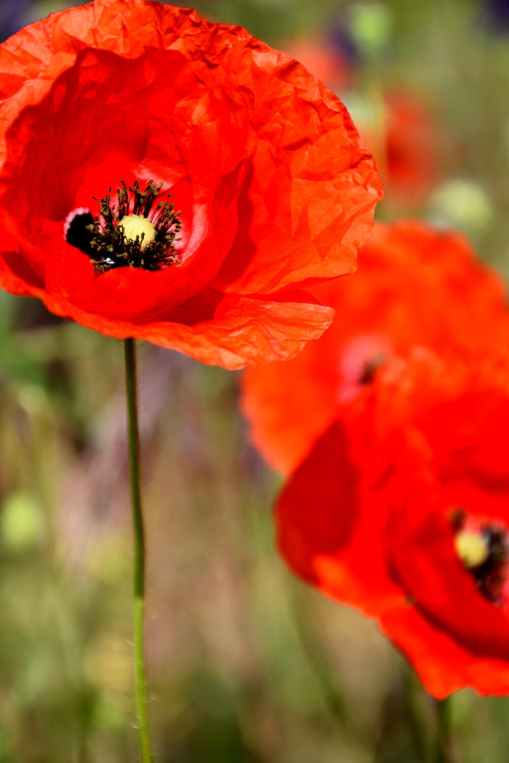Poppy dream