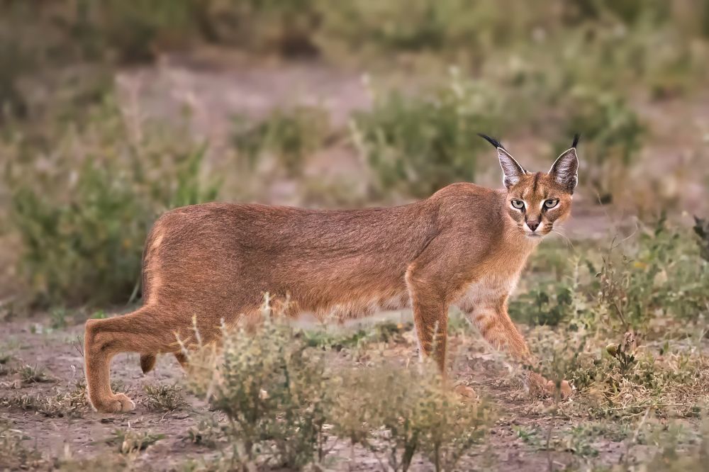 When he gives you the look