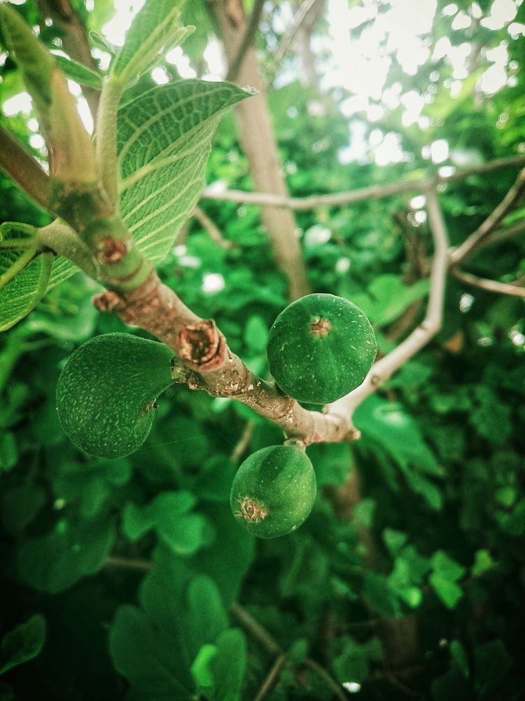 Figs