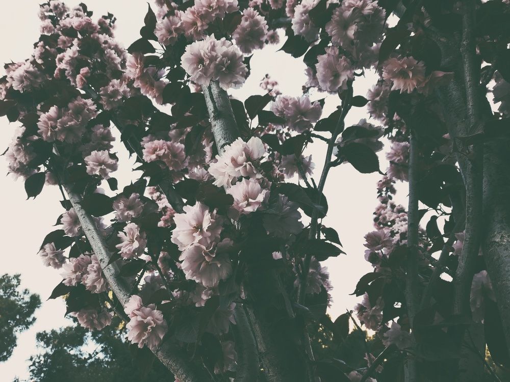 Photo #2368143