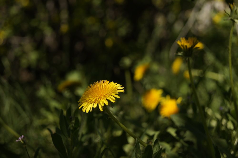 Yellow flower