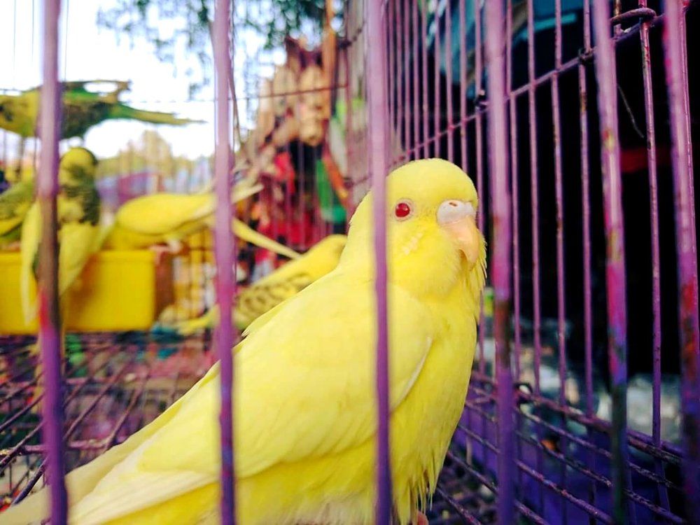 Want my freedom A hope for freedom