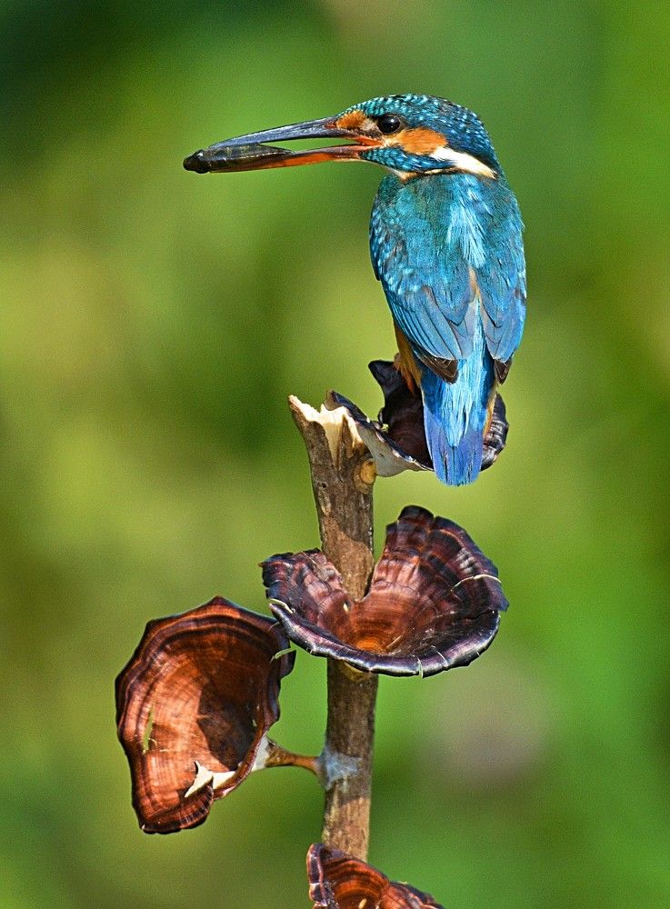 Common kingfisher hunting fish