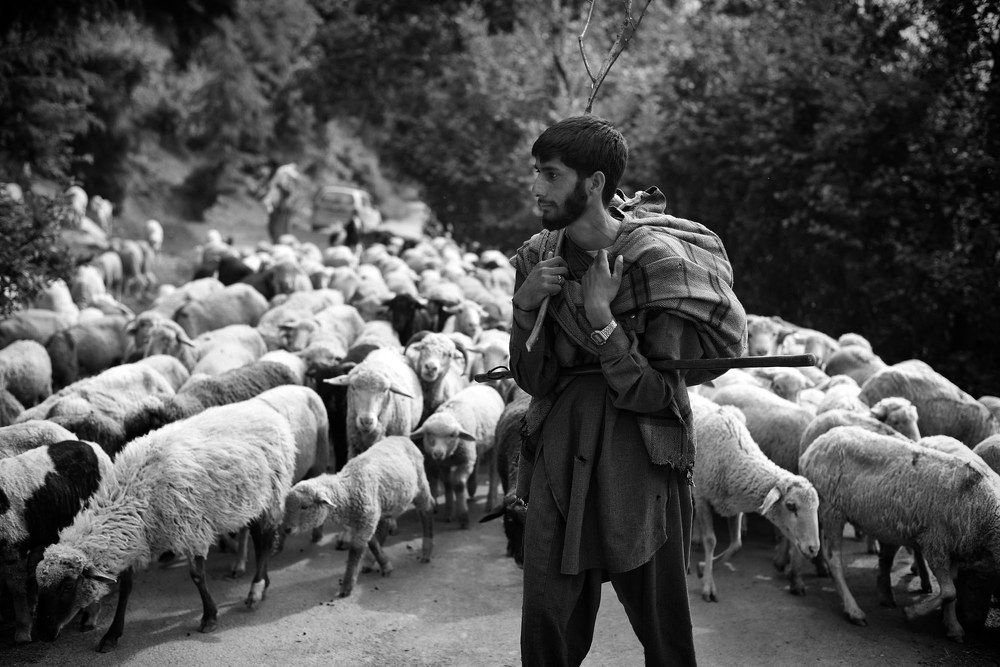 Kashmir  lost nomads